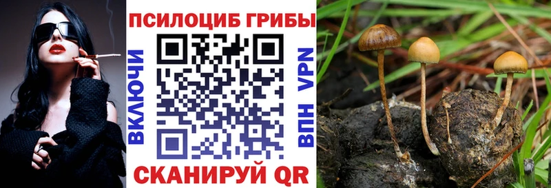 где продают наркотики Новотитаровская Галлюциногенные грибы MAGIC MUSHROOMS